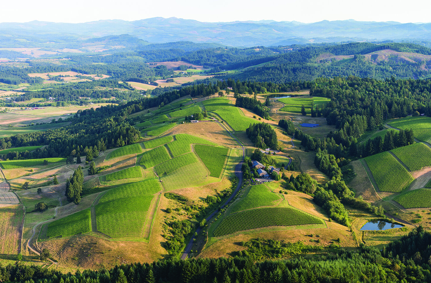 UnEarth WillaKenzie logo over aerial vineyard image.